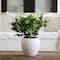 11" Artificial Boxwood Plant with Decorative Planter